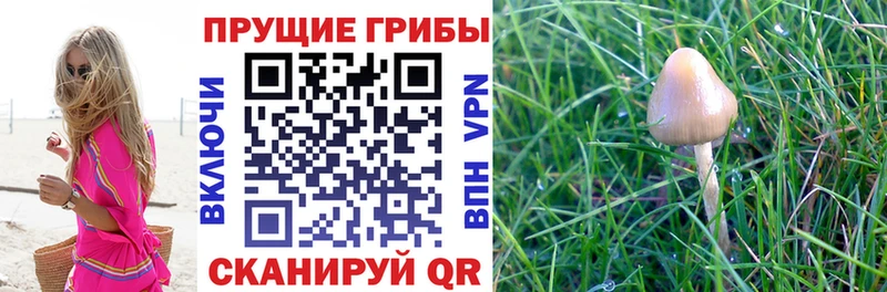Псилоцибиновые грибы ЛСД  omg зеркало  Сорск  продажа наркотиков 